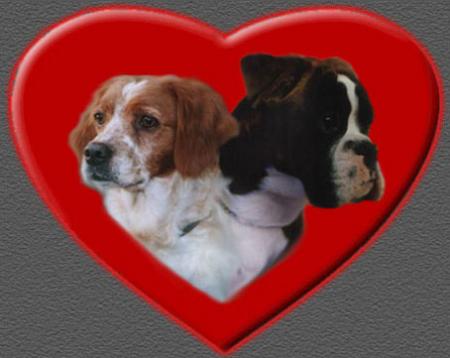 cagnolini