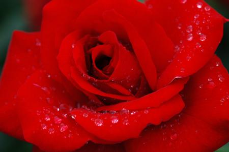 fleur